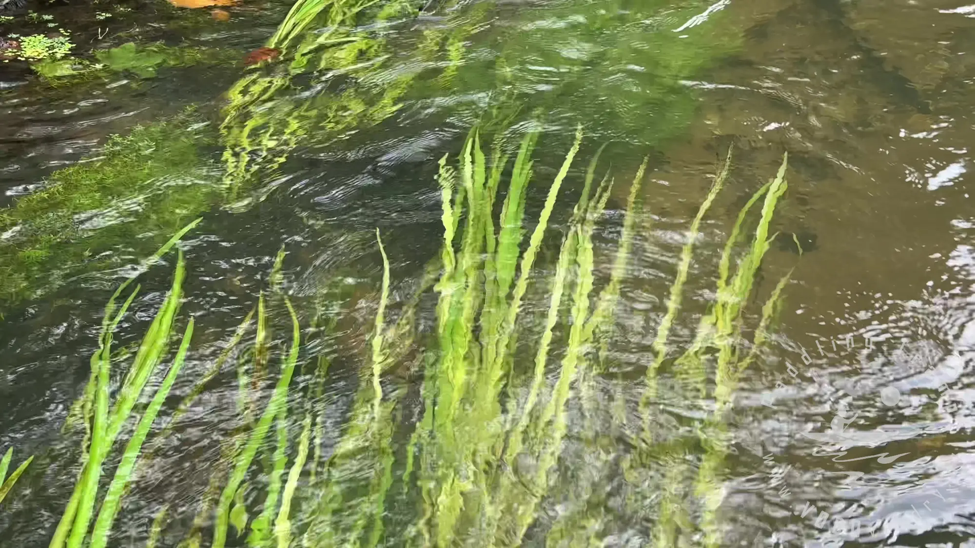 Polská Amazonka na kánoích | Nejkrásnější řeka - Mala Panew | Gumotex Pálava